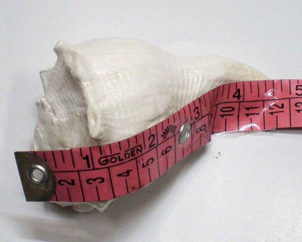 Lakshmi Bathing Conch Shell